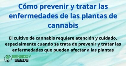 Cómo prevenir y tratar las enfermedades de las plantas de cannabis