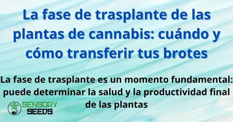 La fase de trasplante de las plantas de cannabis