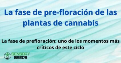 La fase de pre-floración de las plantas de cannabis