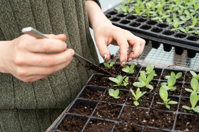 Cuándo trasplantar las plantas de cannabis