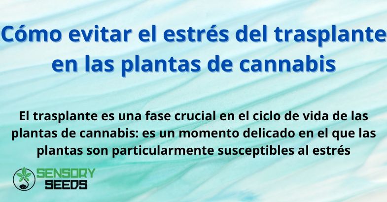 Cómo evitar el estrés del trasplante en las plantas de cannabis