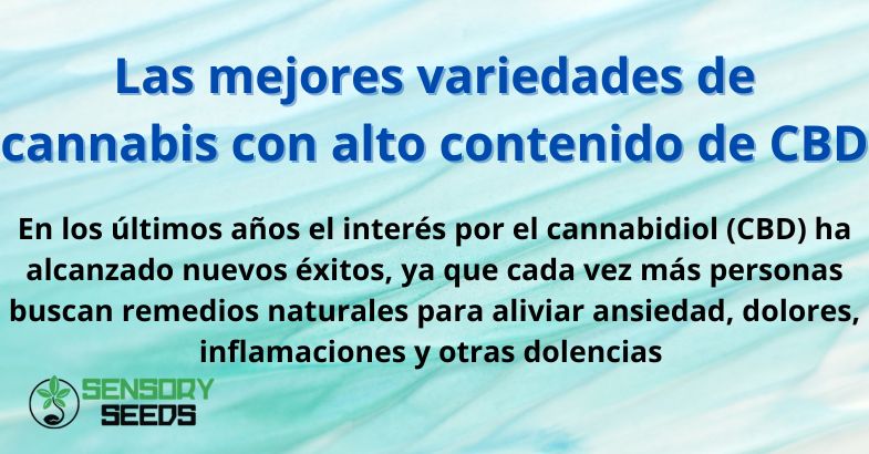 Las mejores variedades de cannabis con alto contenido de CBD