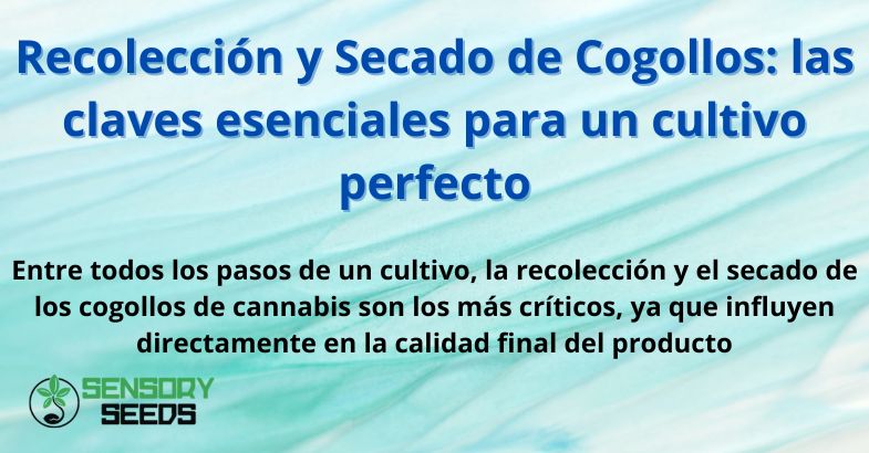 Recolección y Secado de Cogollos