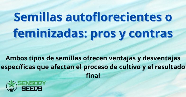 Semillas autoflorecientes o feminizadas: pros y contras