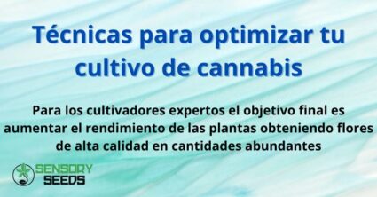 Técnicas para optimizar tu cultivo de cannabis