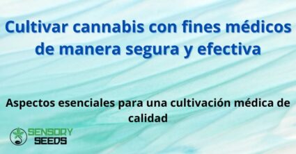 Cultivar cannabis con fines médicos de manera segura y efectiva