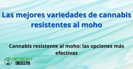 Las mejores variedades de cannabis resistentes al moho