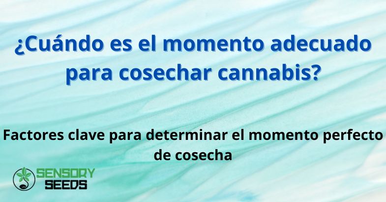 ¿Cuándo es el momento adecuado para cosechar cannabis?