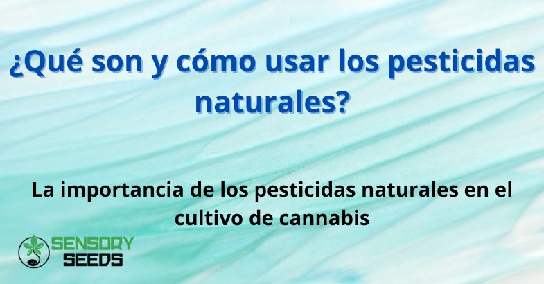 ¿Qué son y cómo usar los pesticidas naturales?