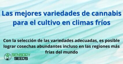 Las mejores variedades de cannabis para el cultivo en climas fríos