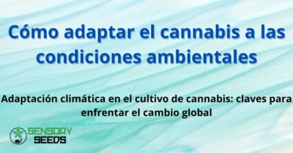 Cómo adaptar el cannabis a las condiciones ambientales