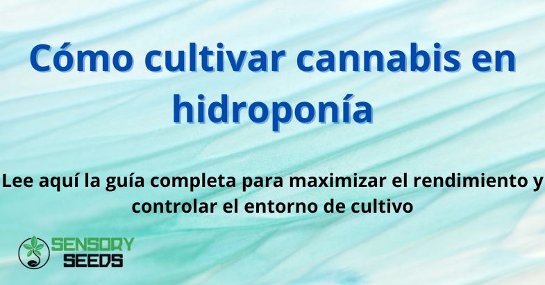 Cómo cultivar cannabis en hidroponía