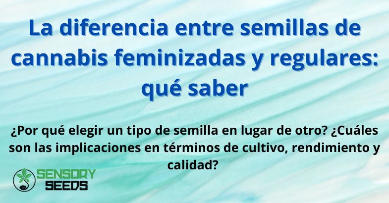 La diferencia entre semillas de cannabis feminizadas y regulares