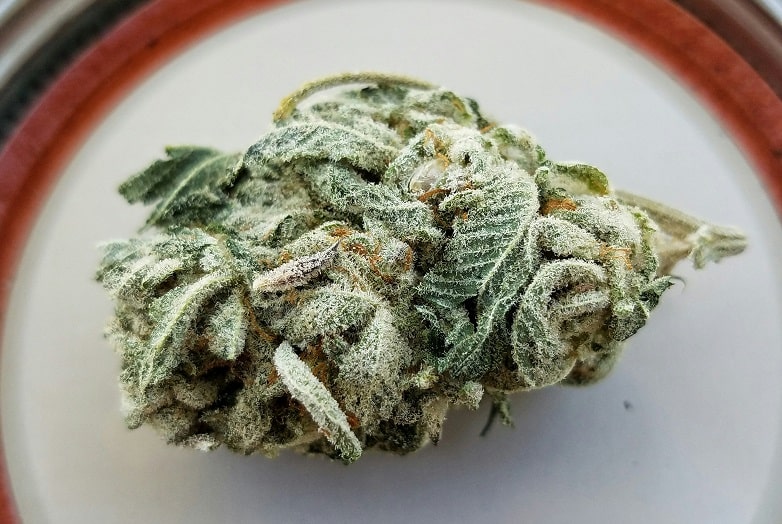 PASO 5: Maduración, Cosecha y Secado