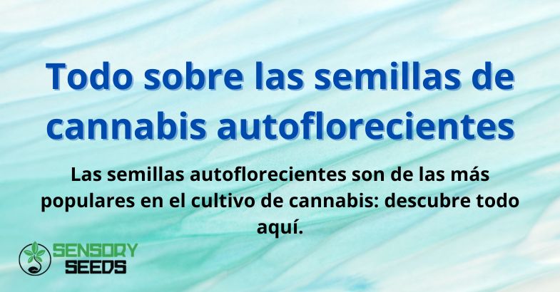semillas-cannabis-autoflorecientes Todo sobre las semillas de cannabis autoflorecientes