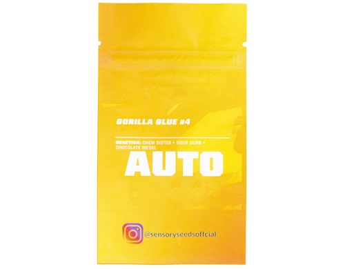 semillas-de-cannabis elegir las semillas de cannabis autoflorecientes de Sensory Seeds