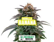 gorilla-banana-sensoryseeds Inflorescencia resinosa de la variedad Gorilla Banana de Sensoryseeds