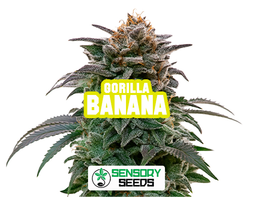 Inflorescencia resinosa de la variedad Gorilla Banana de Sensoryseeds