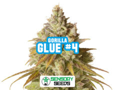 Inflorescencia resinosa de la variedad Gorilla Glue #4 de Sensoryseeds