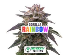 gorilla-rainbow-sensoryseeds Inflorescencia resinosa de la variedad Gorilla Rainbow de Sensoryseeds