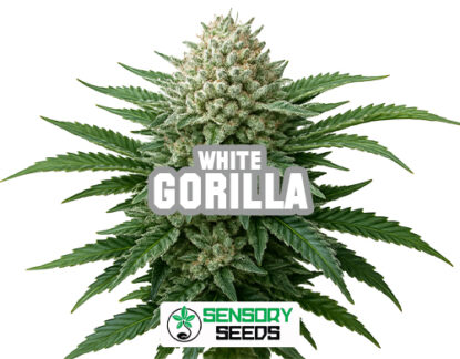 Inflorescencia resinosa de la variedad Gorilla White de Sensoryseeds