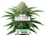12752 Inflorescencia resinosa de la variedad Gorilla White de Sensoryseeds
