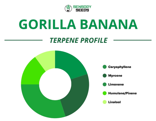 Gráfico circular del perfil de terpenos de la variedad Gorilla Banana