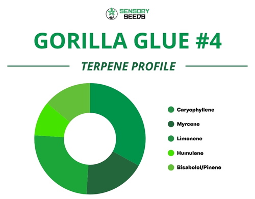 Gráfico circular del perfil de terpenos de la variedad Gorilla Glue #4