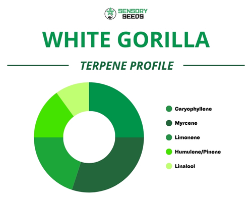 Gráfico circular del perfil de terpenos de la variedad Gorilla White