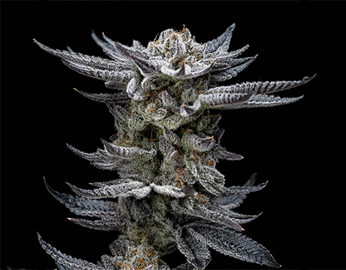 Planta de Gorilla Glue Auto