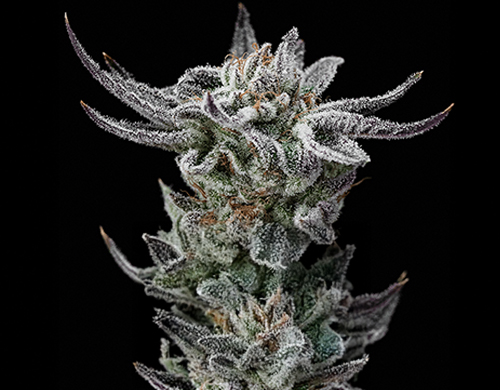 Planta de Gorilla Glue Faster