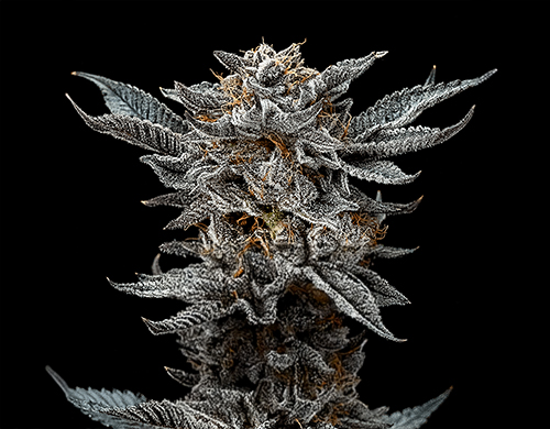 Planta de Gorilla Glue Fem