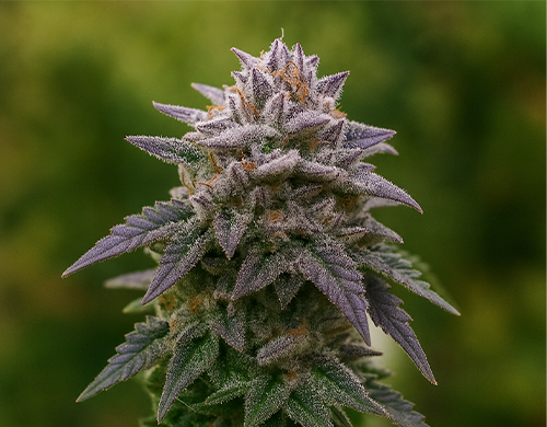 Planta de Gorilla Rainbowcultivada al aire libre en floración