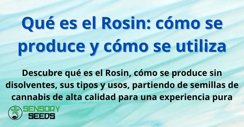 Qué es el Rosin: cómo se produce y cómo se utiliza