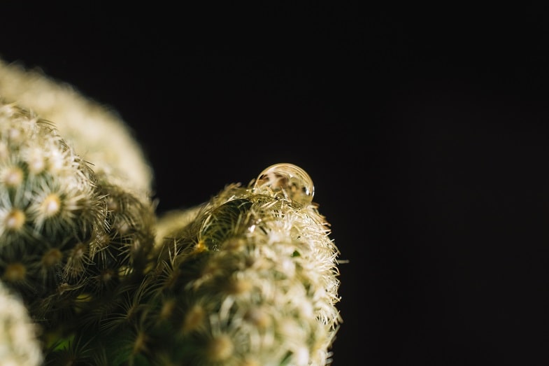 Los diferentes tipos de Rosin