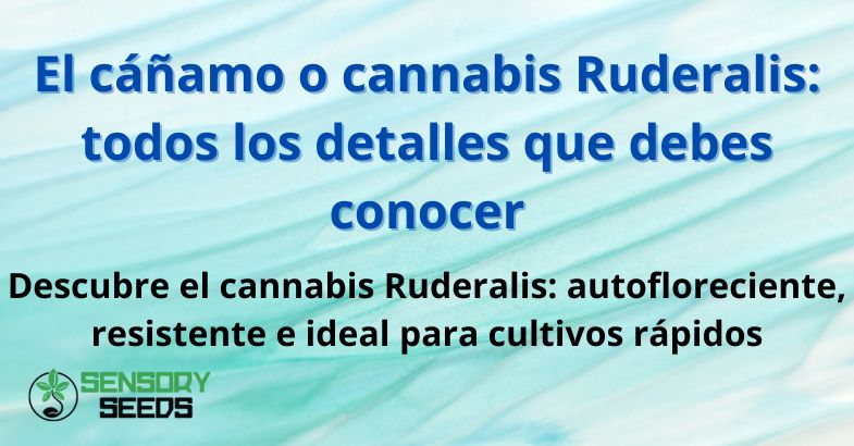 canamo-cannabis-ruderalis El cáñamo o cannabis Ruderalis: todos los detalles que debes conocer