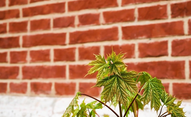 cannabis-usos-modernos Cannabis y usos modernos