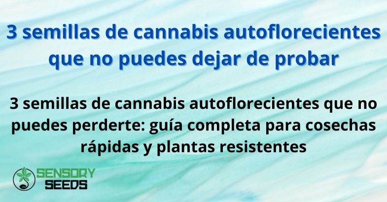 tres-semillas-de-cannabis-autoflorecientes 3 semillas de cannabis autoflorecientes que no puedes dejar de probar