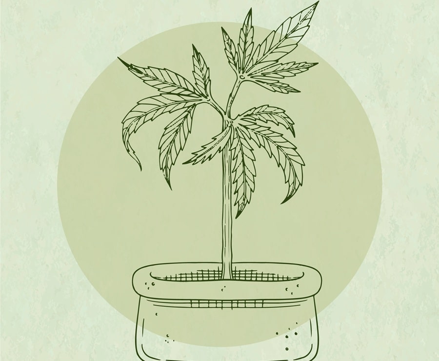 Beneficios de la Planta de Marihuana